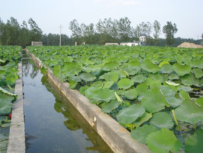 寧夏藕池防滲專用膜應(yīng)用案例.jpg 寧夏藕池防滲專用膜應(yīng)用案例.jpg